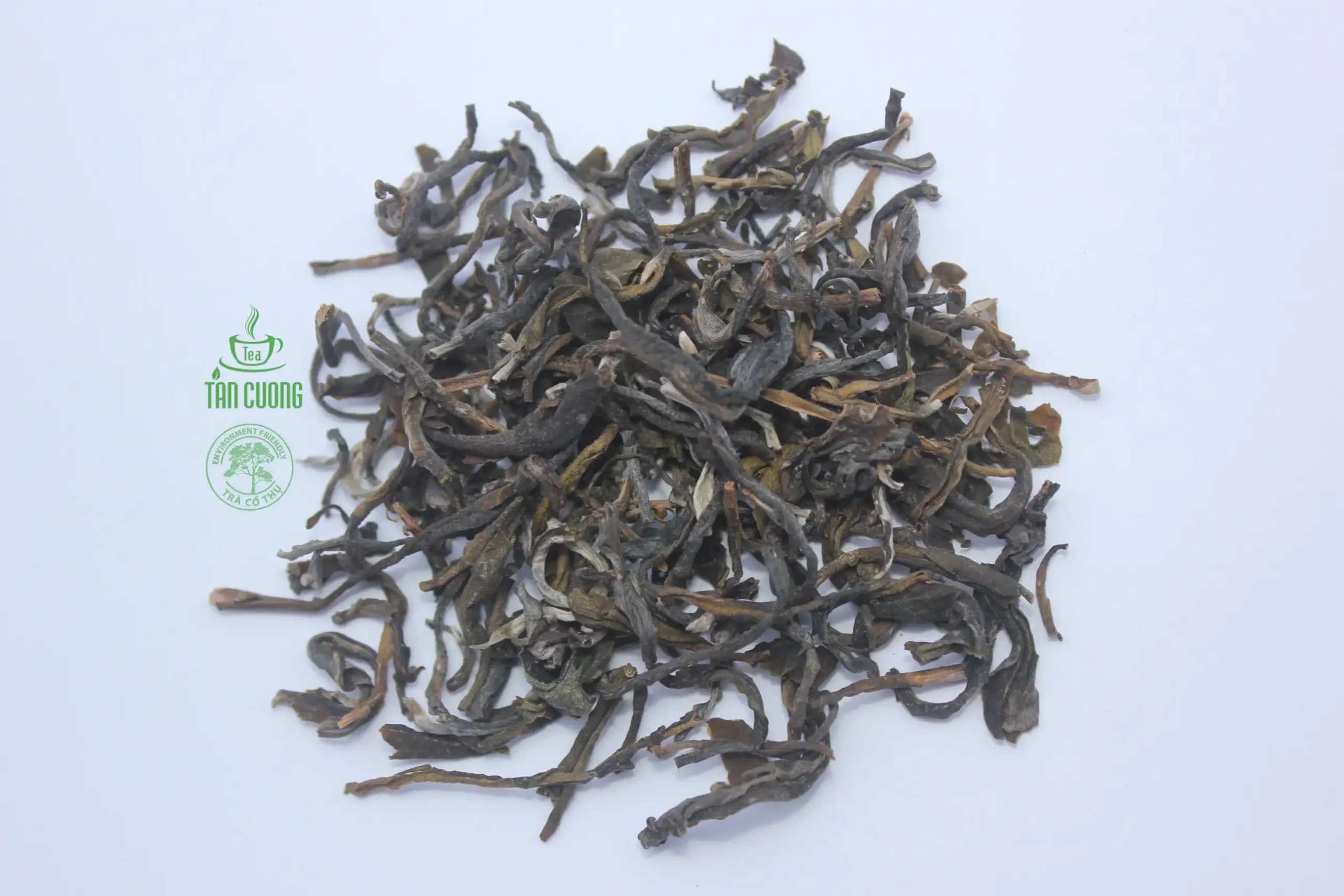Shan Tuyết cổ thụ