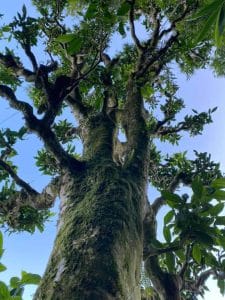 Cây chè shan tuyết cổ thụ